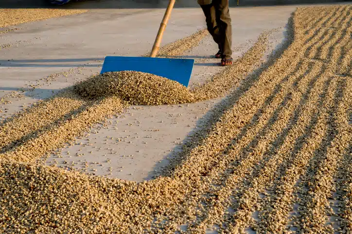 How Coffee Is Processed Makes A Difference